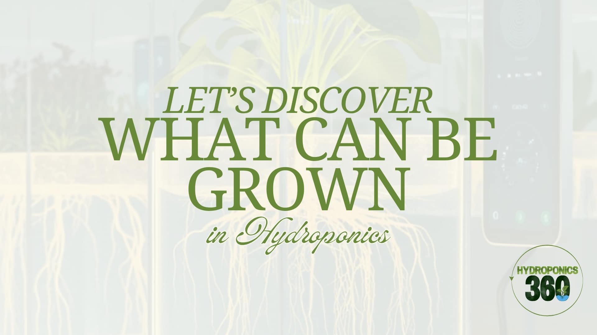 Let’s Discover What Can Be Grown in Hydroponics