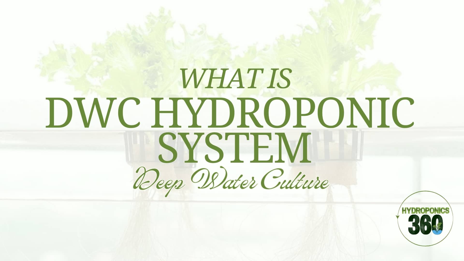 What is DWC Hydroponic System?