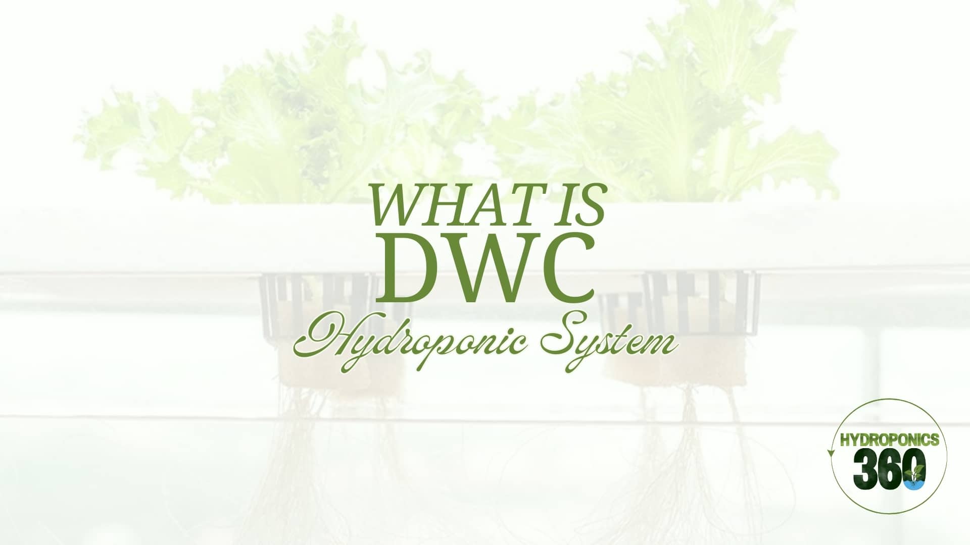 dwc hydroponic system