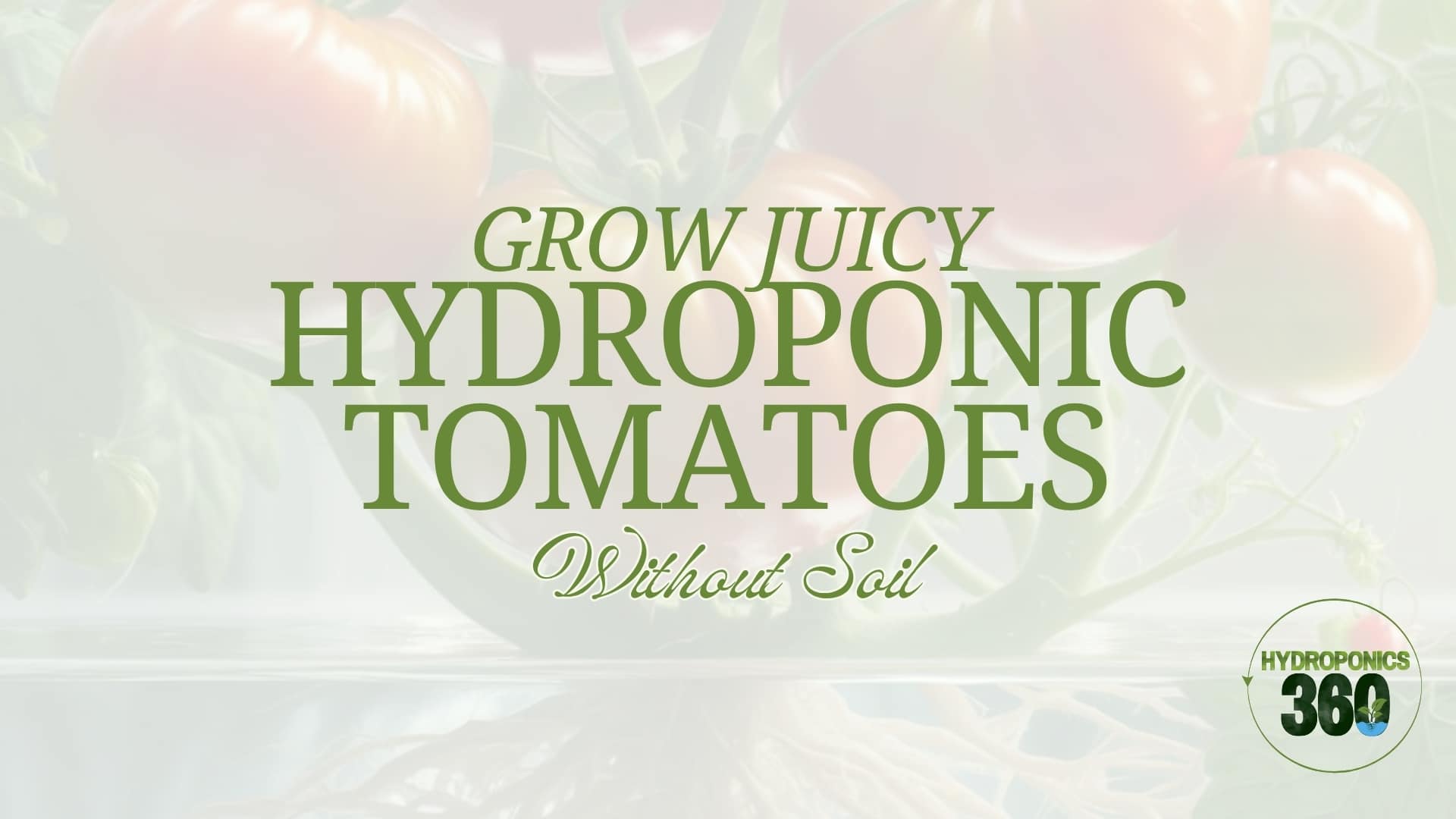 Grow Hydroponic Tomatoes without Soil