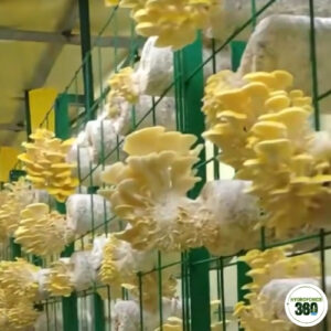 Hydroponic Mushrooms
