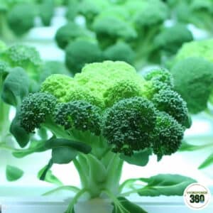 Hydroponic Broccoli
