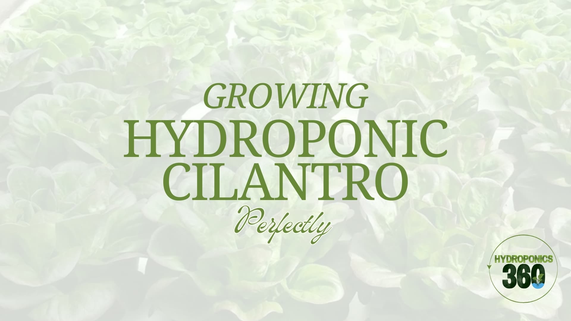 Growing Hydroponic Cilantro Perfectly 