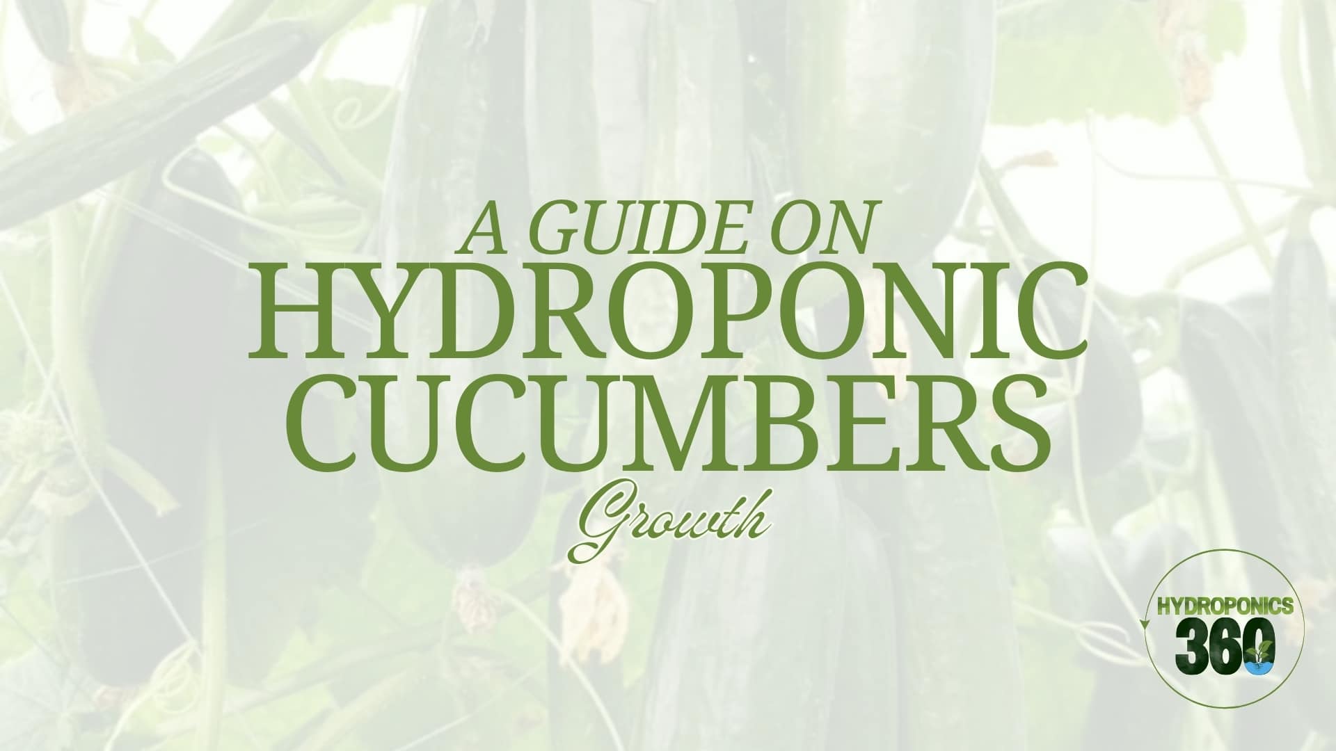 hydroponic cucumber