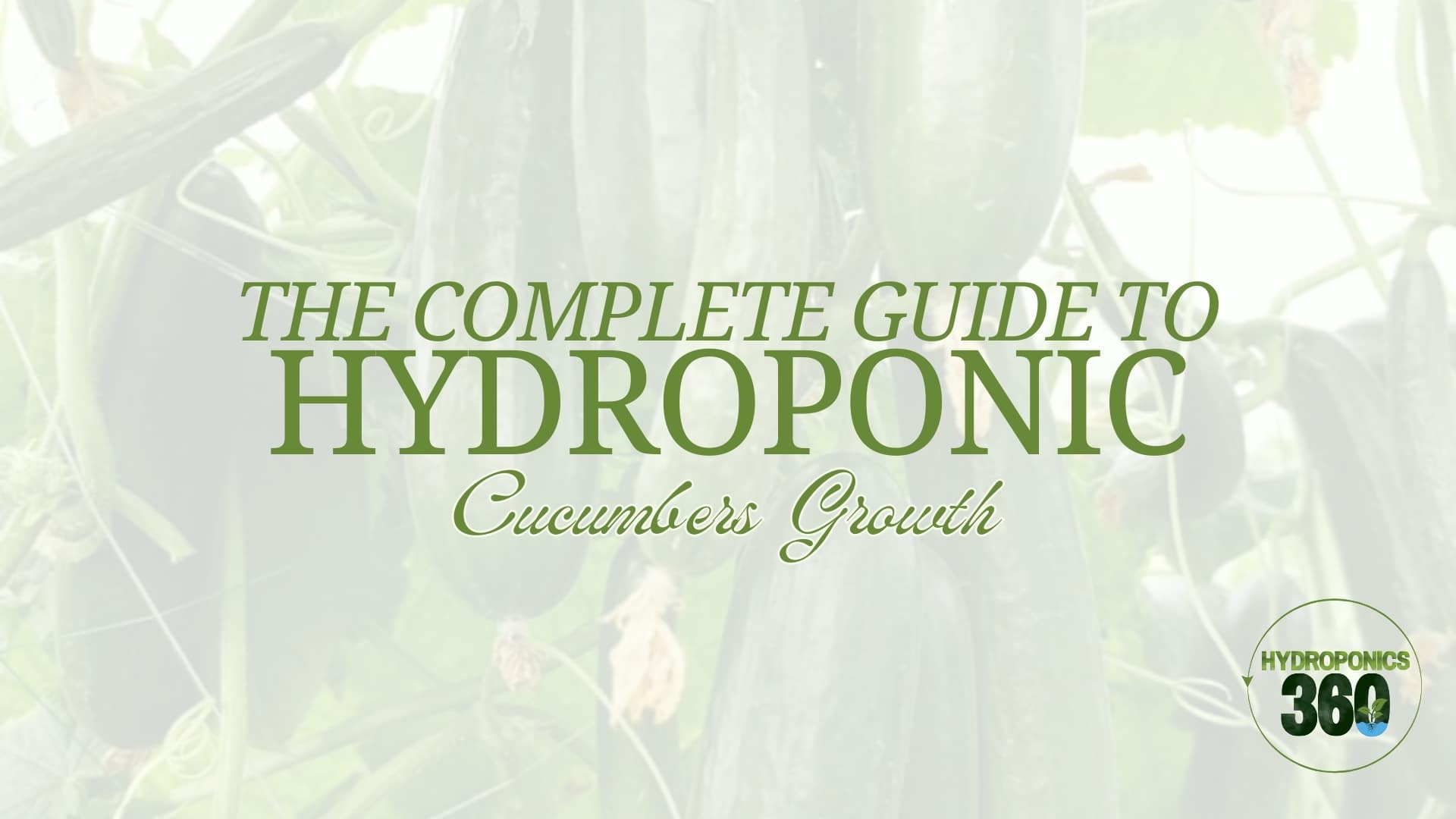 hydroponic cucumbers
