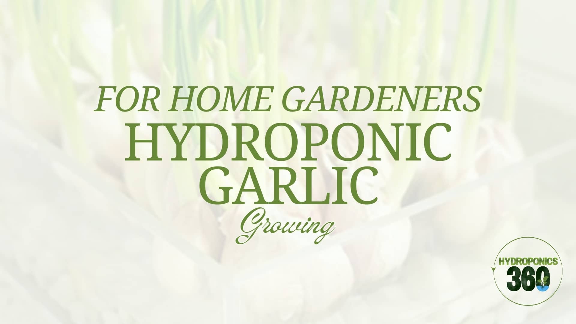 For Home Gardeners: Hydroponic Garlic Growing