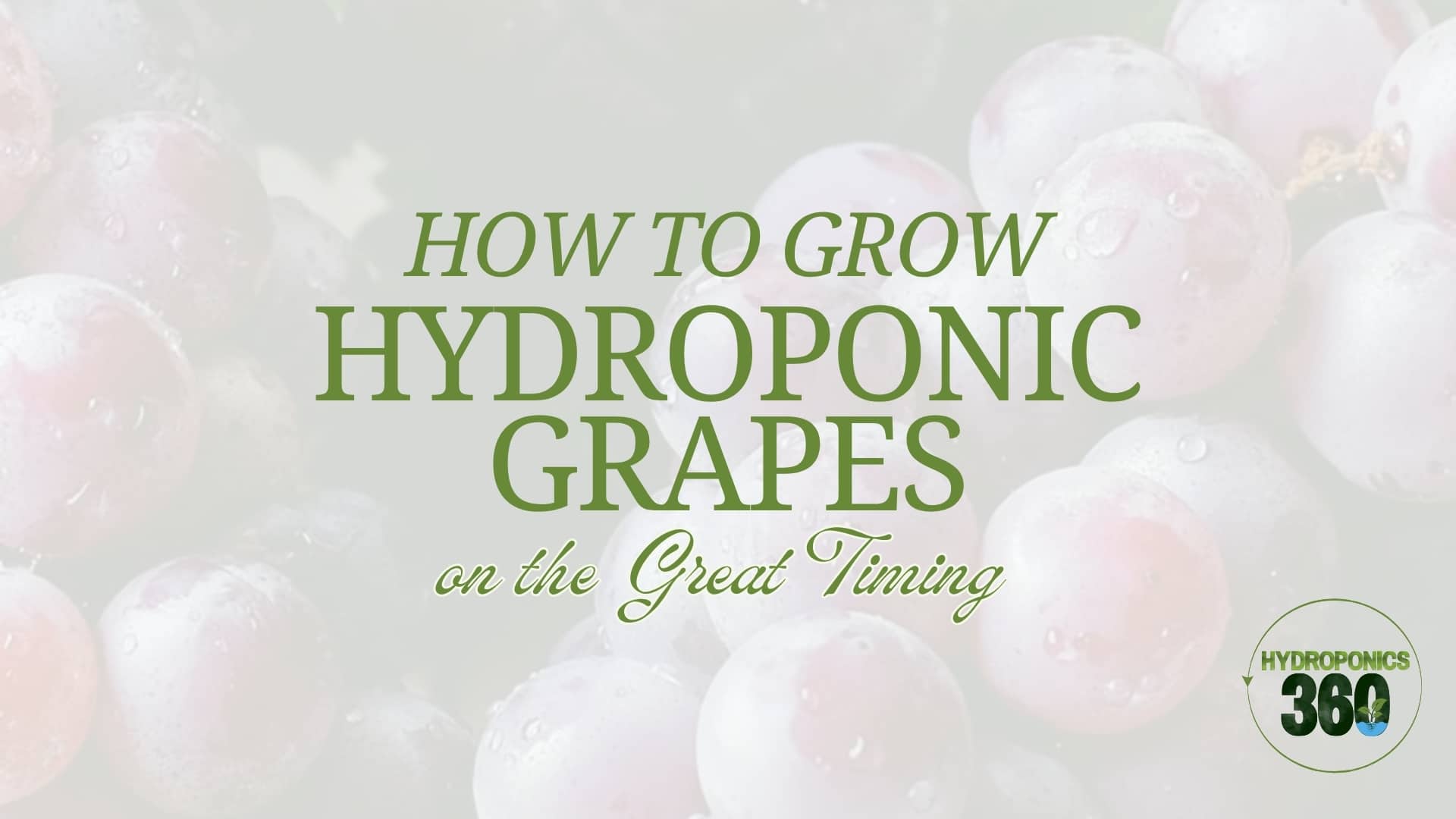 How to Grow Hydroponics Grapes on the Great Timing