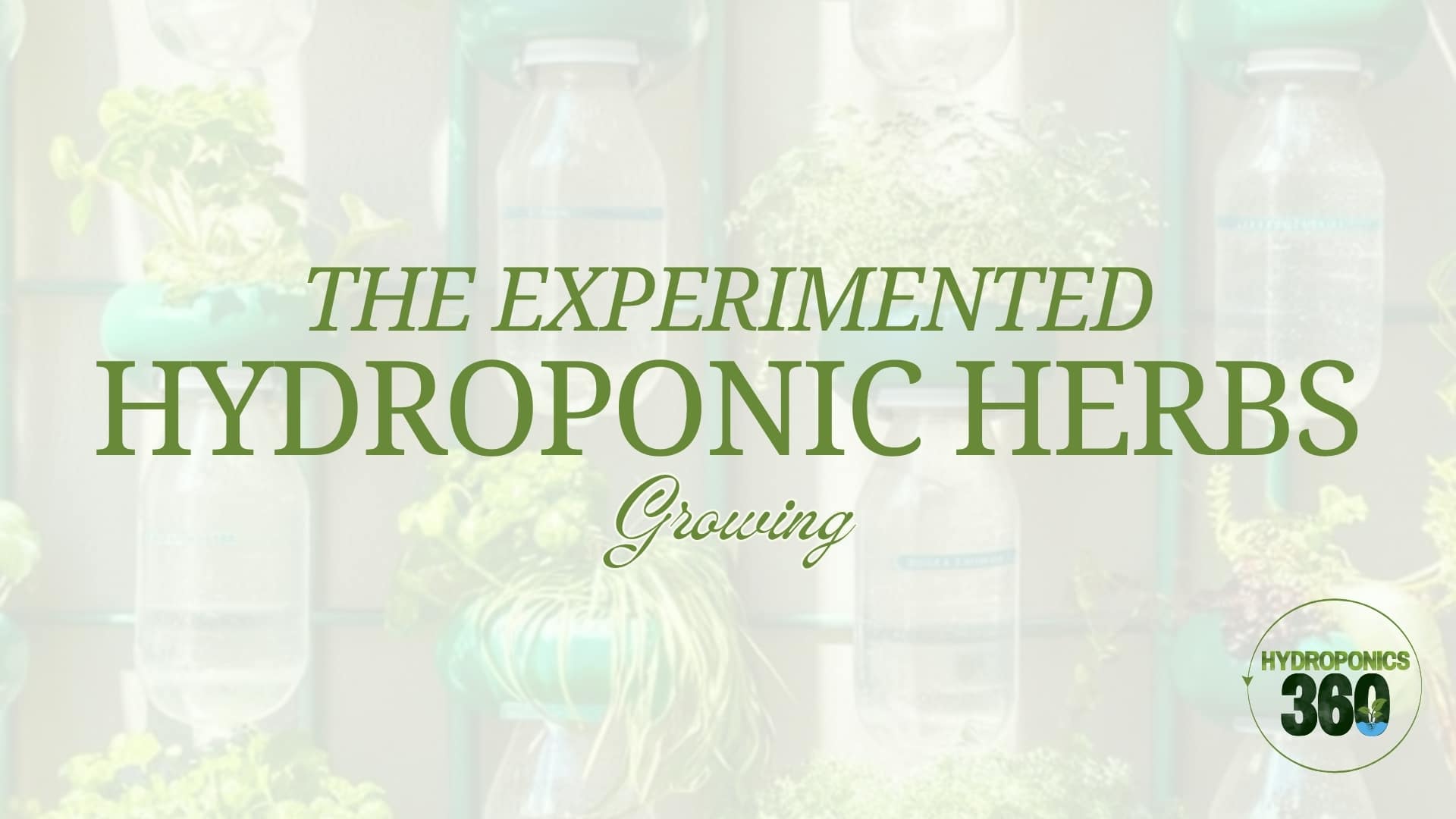 The Experimented Hydroponic Herbs Growing