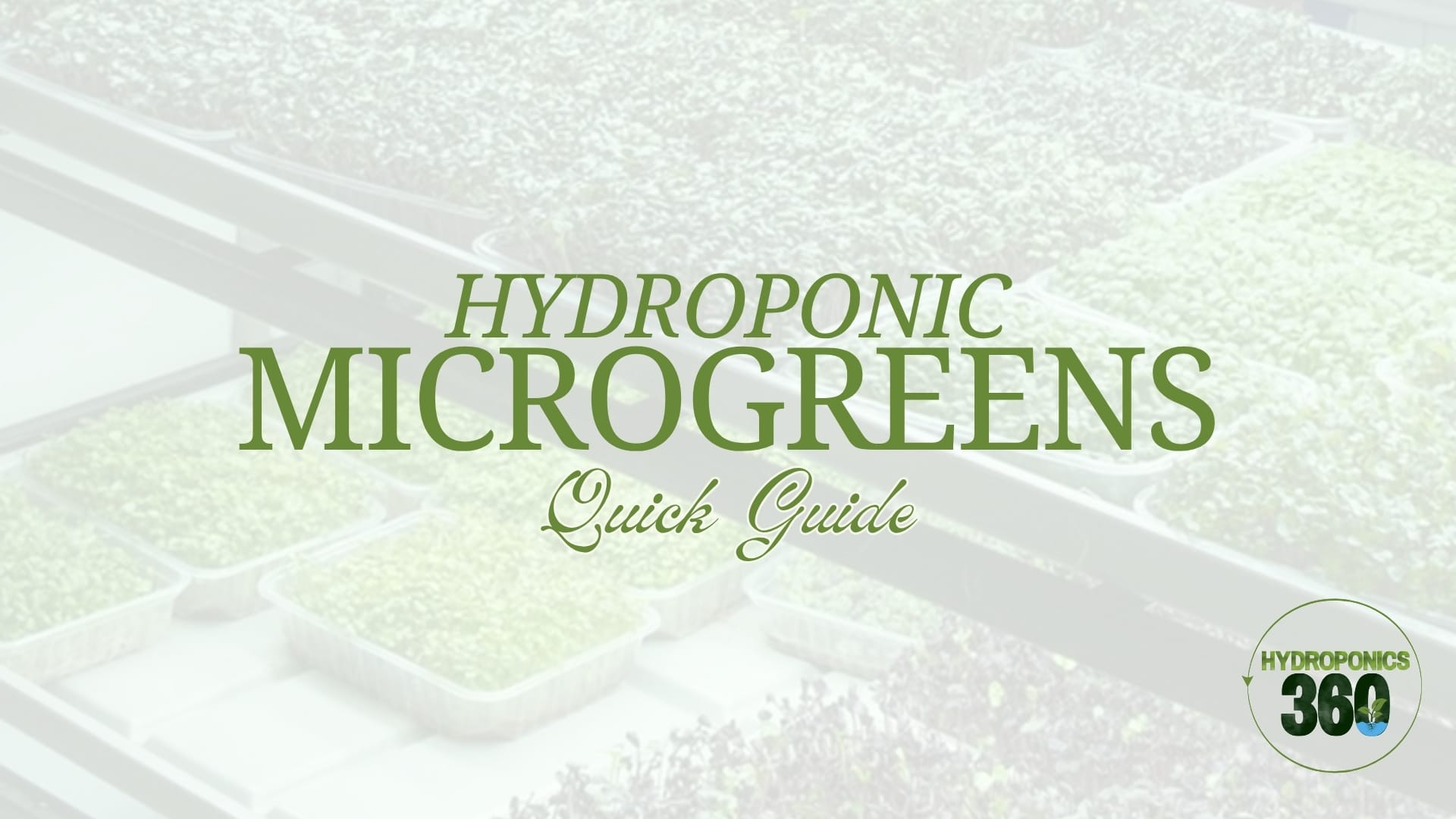 Hydroponic Microgreens: Quick Guide 