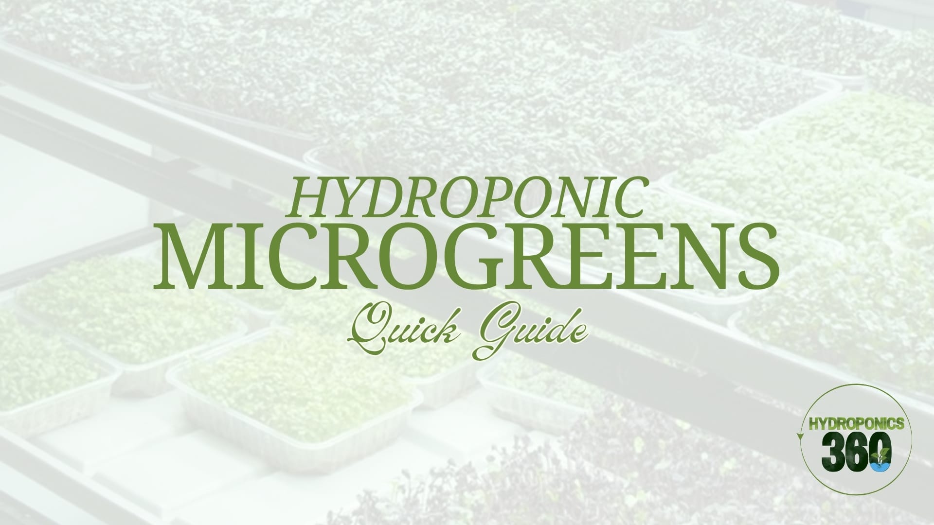 Hydroponic Microgreens: Quick Guide 