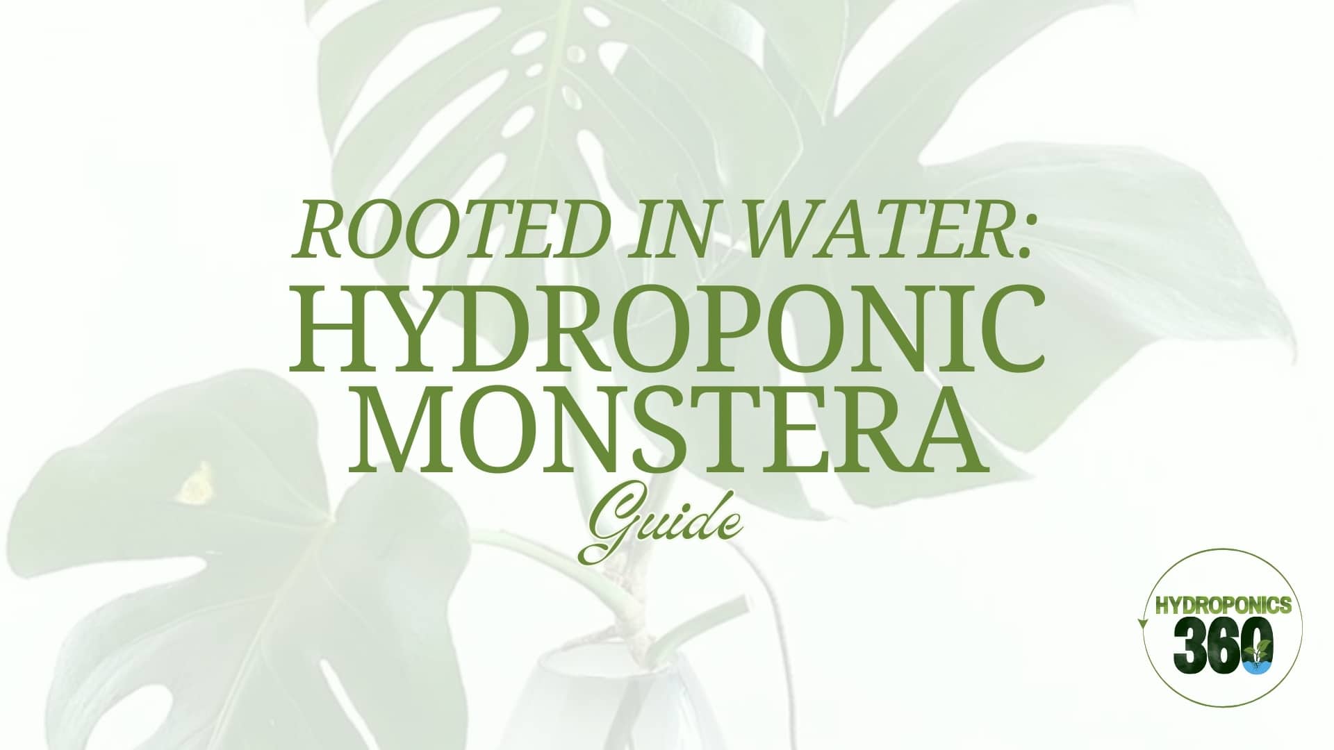 Rooted in Water Hydroponic Monstera Guide 