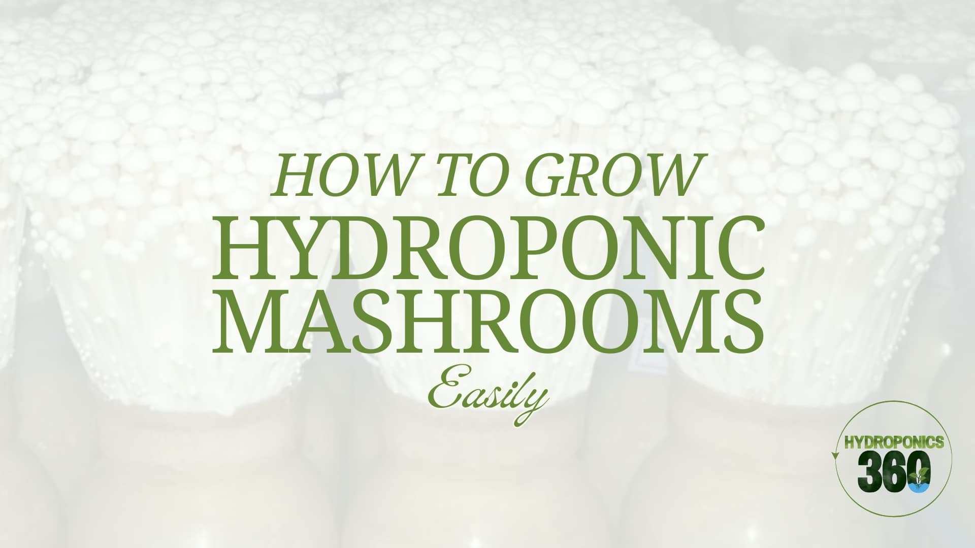 How to Grow Hydroponic Mushrooms Easily