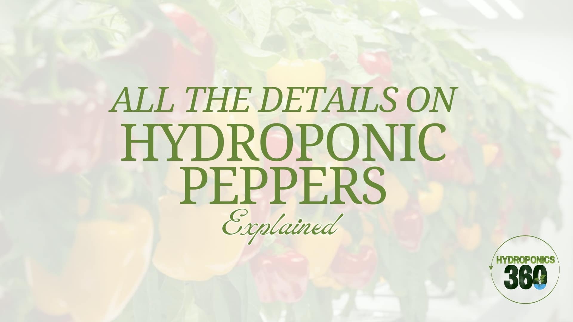 All the Details on Hydroponic Peppers Explained