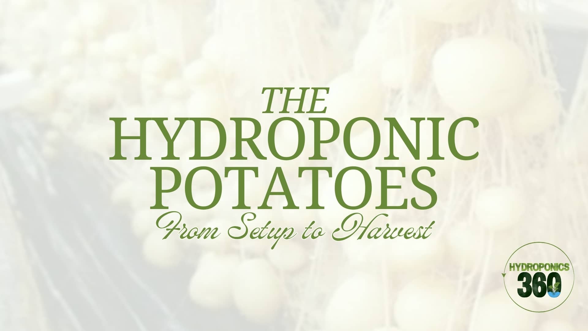 The Hydroponic Potatoes from Setup to Harvest