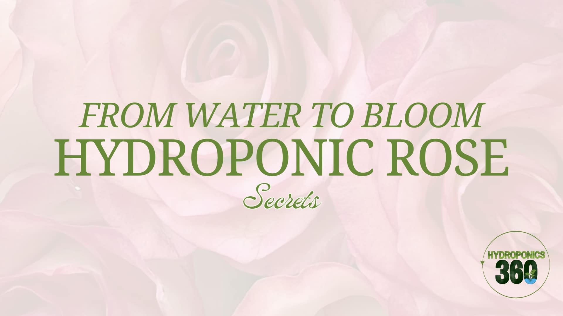 From Water to Bloom: Hydroponic Rose Secrets