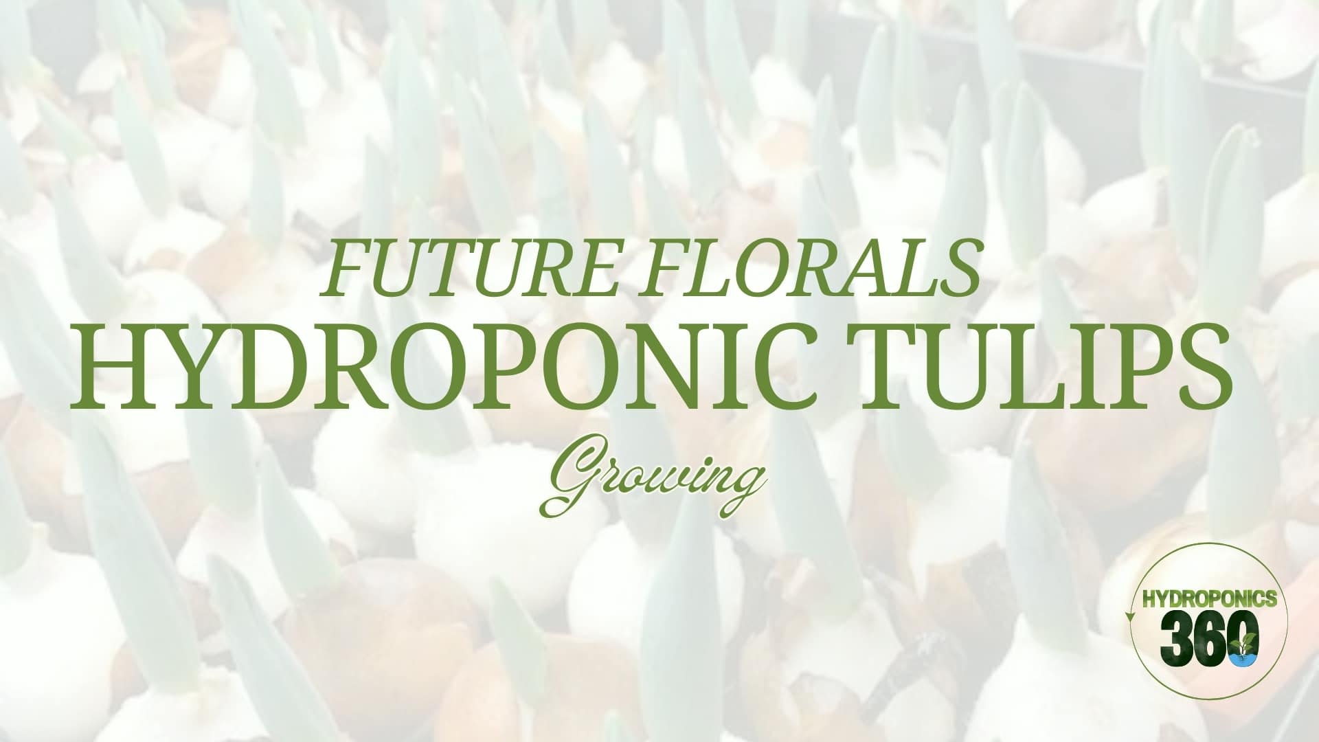 Future Florals: Hydroponic Tulips Growing