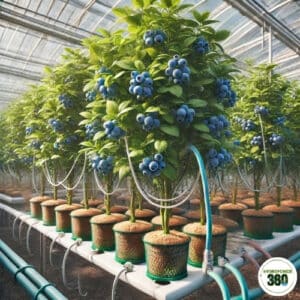 Hydroponic Blueberries
