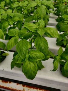 Hydroponic Basil
