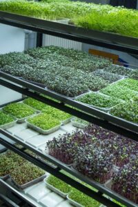 Hydroponic Seeds