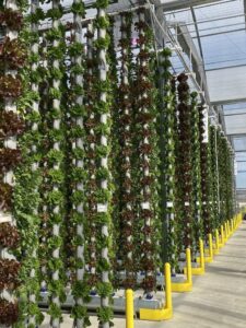 Hydroponic Towers