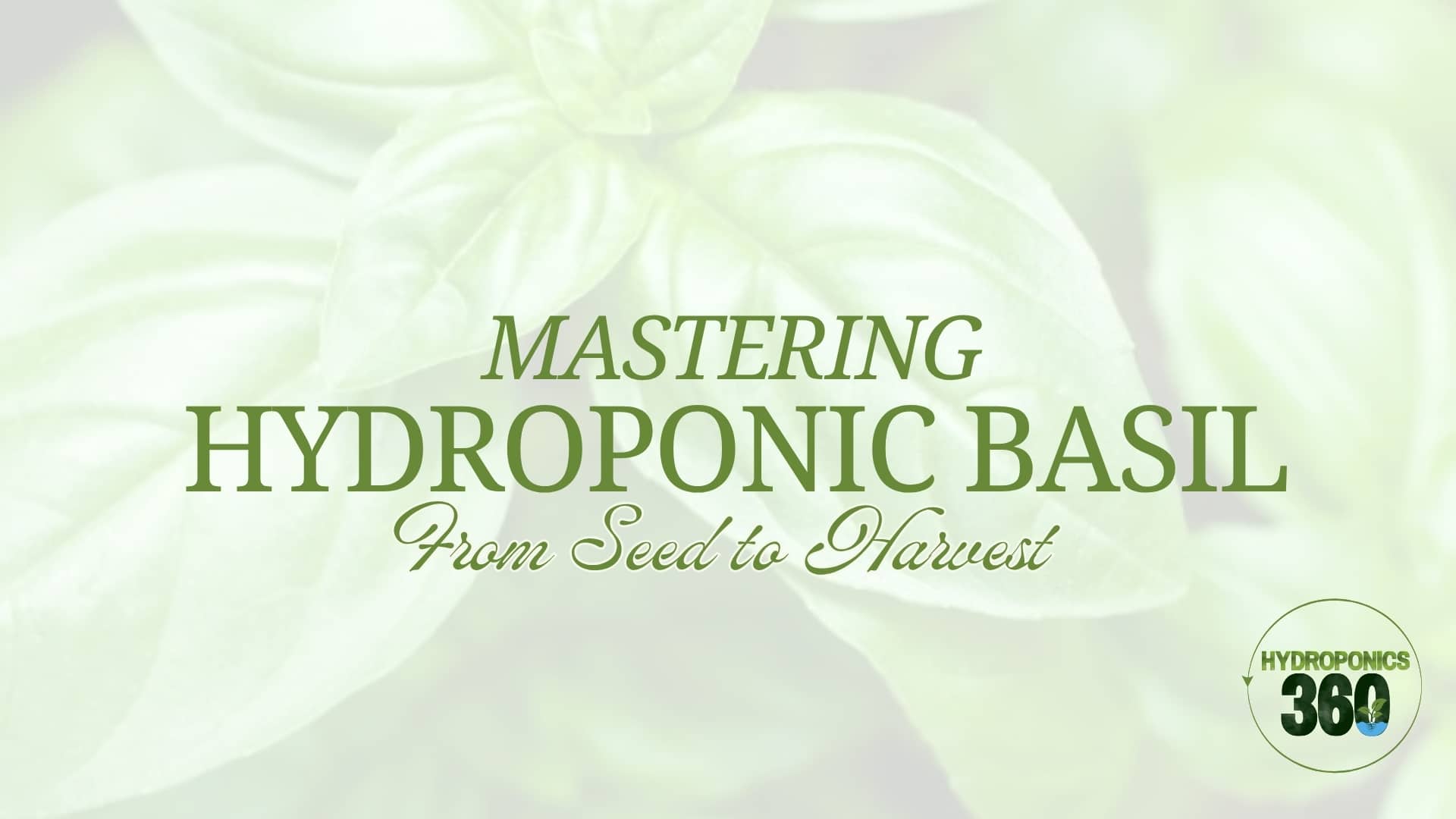 Mastering Hydroponic Basil: From Seed to Harvest