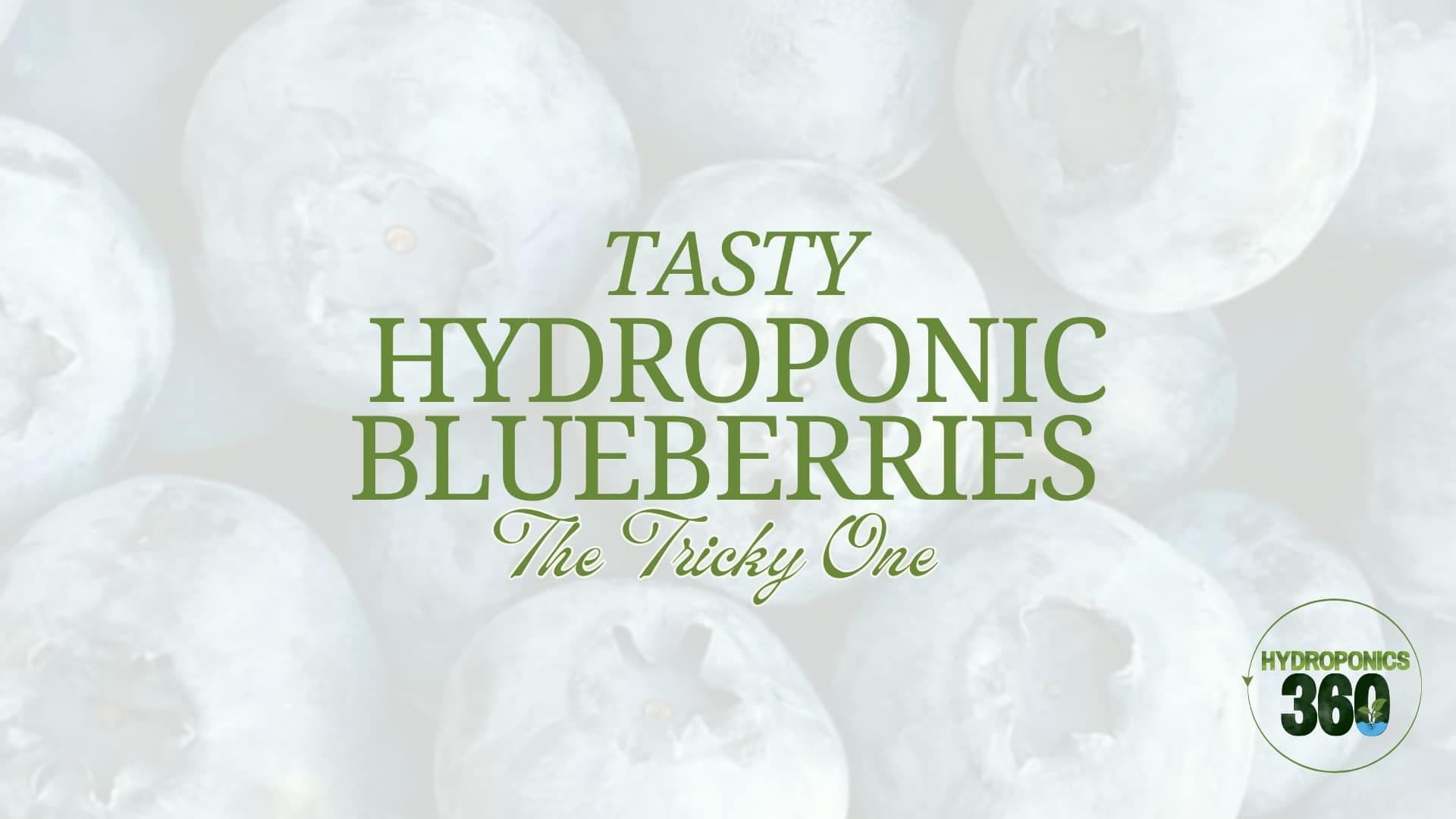 Tasty Hydroponic Blueberries: The Tricky One!