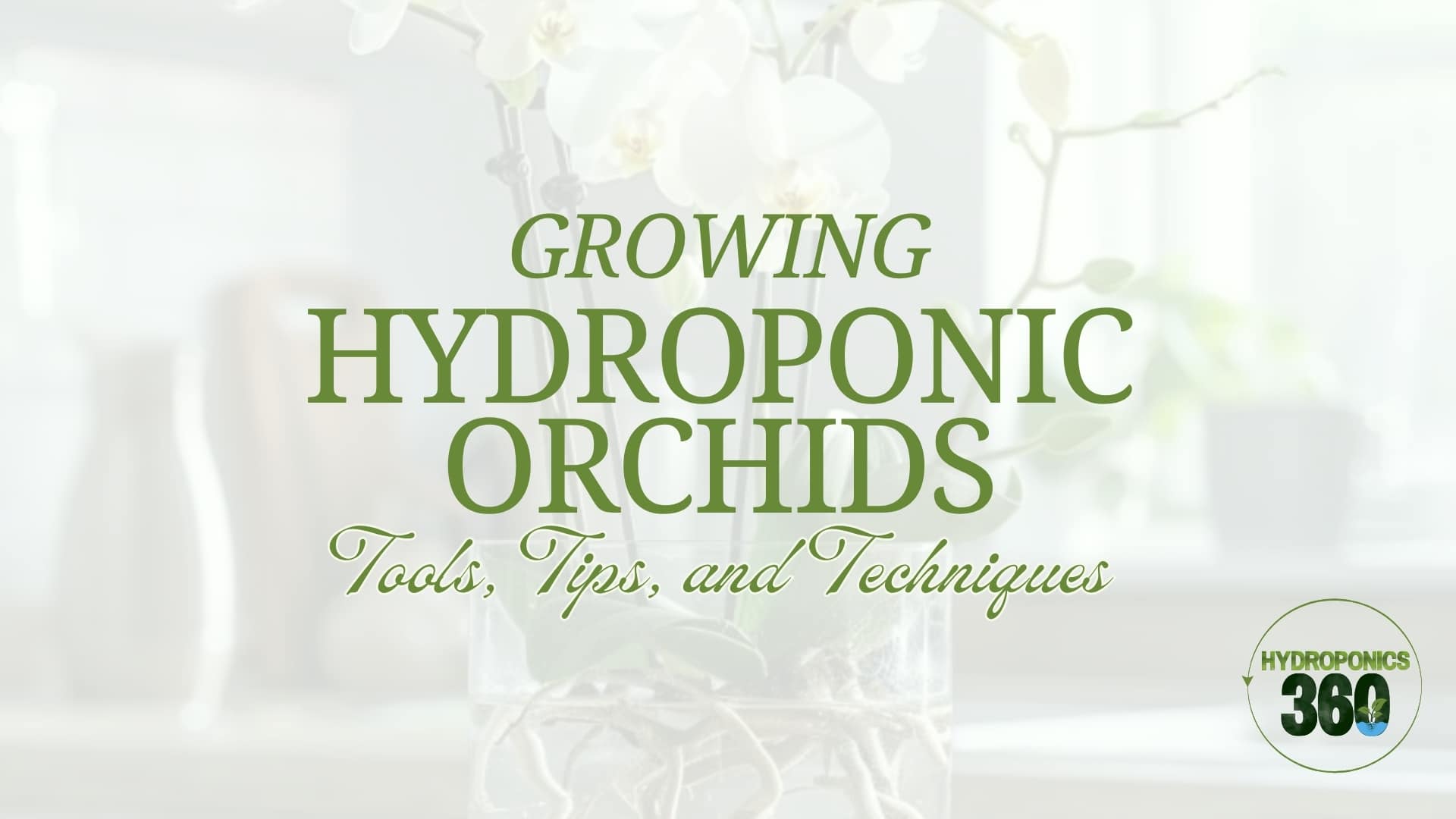 Growing Hydroponic Orchids: Tools, Tips, and Techniques