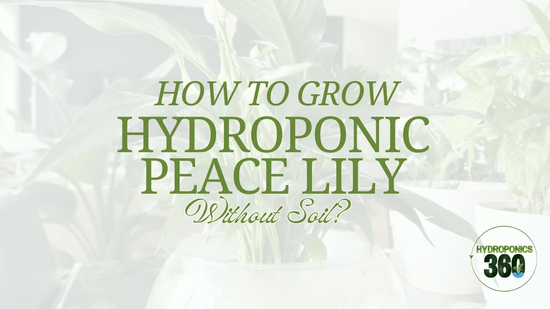 How to Grow a Hydroponic Peace Lily Without Soil? 