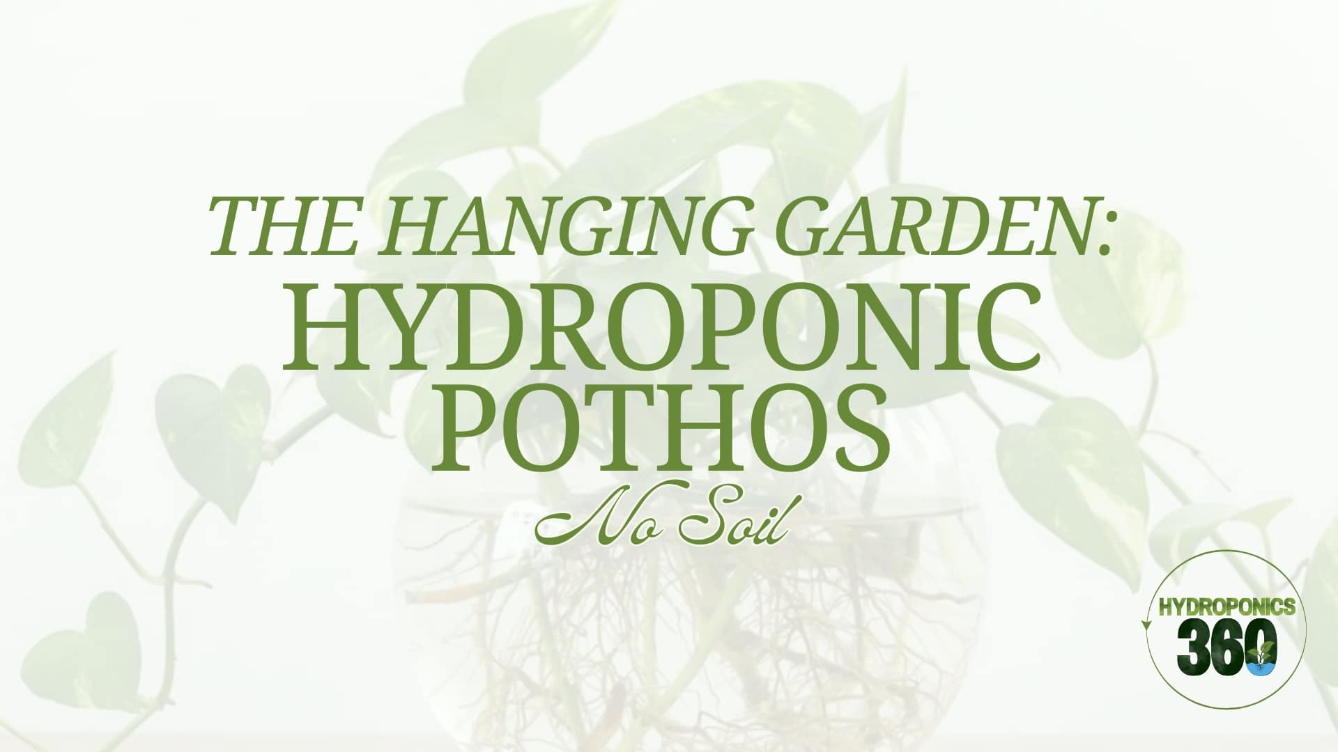The Hanging Garden: Hydroponic Pothos No Soil