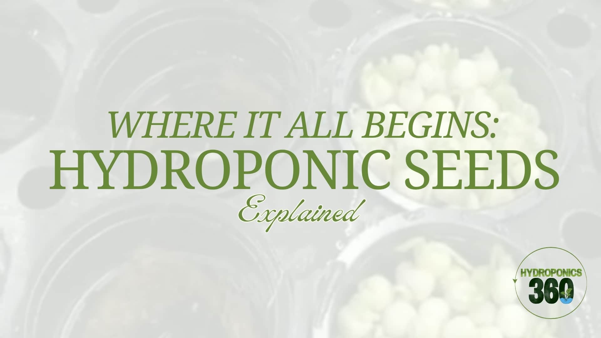 Where it All Begins: Hydroponic Seeds Explained