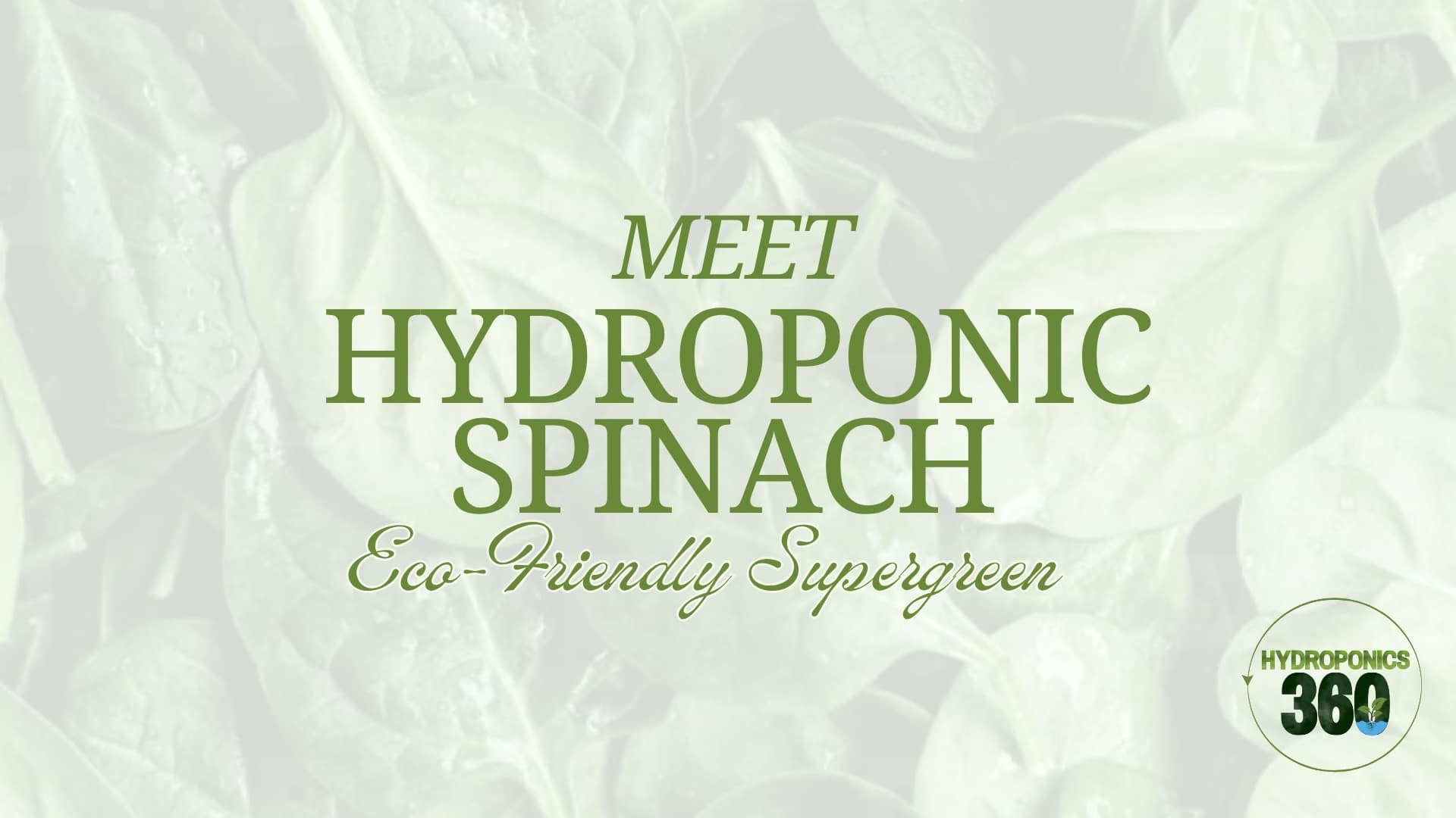 Meet Hydroponic Spinach: Eco-Friendly Supergreen 