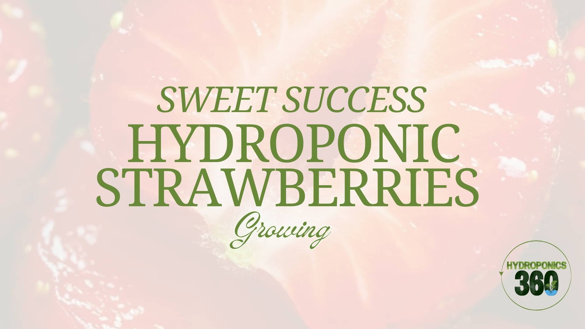 Sweet Success: Hydroponic Strawberries Growing